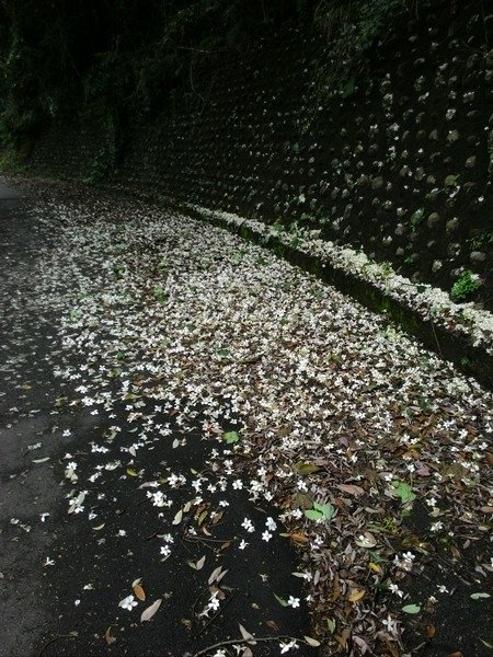 瑪七產業道路 32.jpg