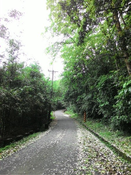 瑪七產業道路 34.jpg