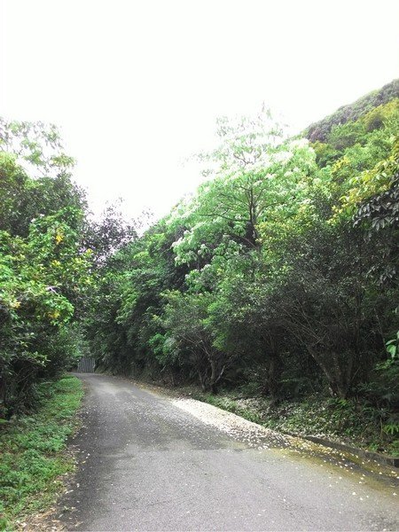 瑪七產業道路 36.jpg