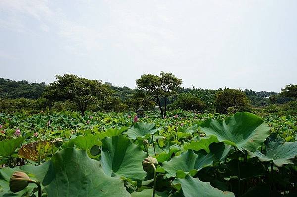 三芝八連溪農夫市集 03.jpg