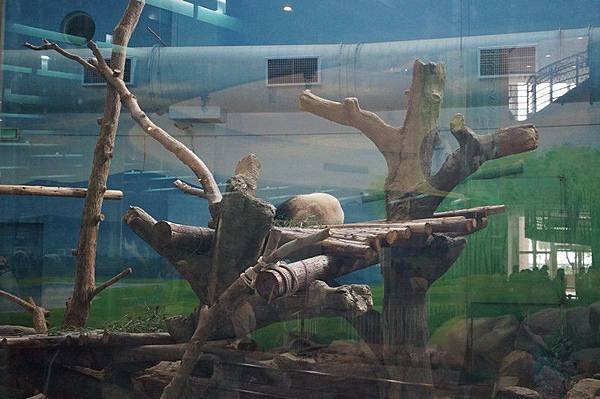 臺北市立動物園 15.jpg