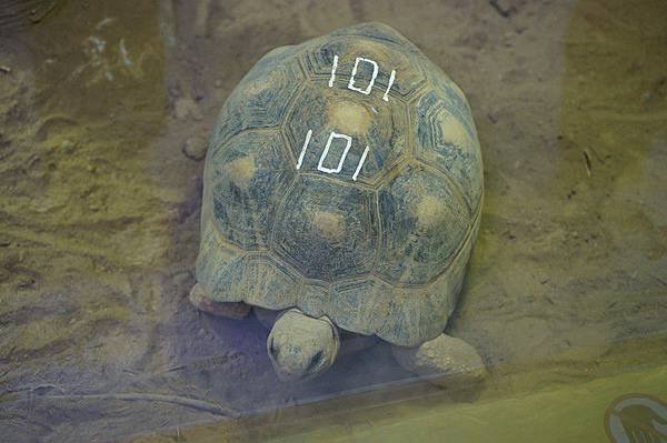 臺北市立動物園 41.jpg