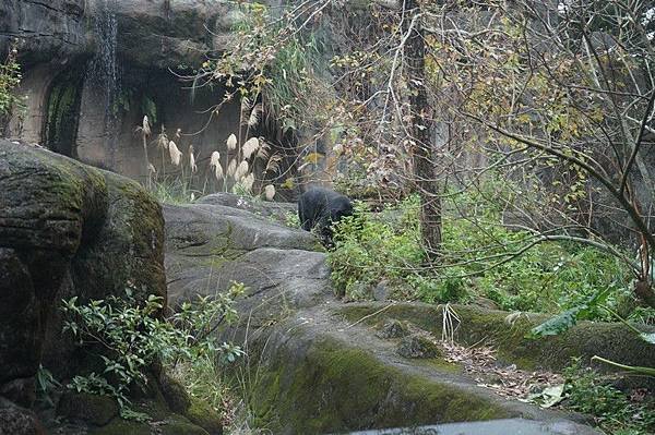 臺北市立動物園 64.jpg