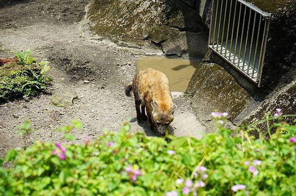 臺北市立動物園 70.jpg