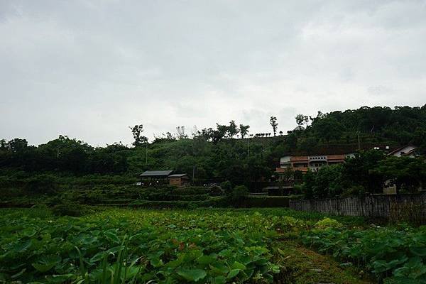 八連下圳田間步道 34.jpg