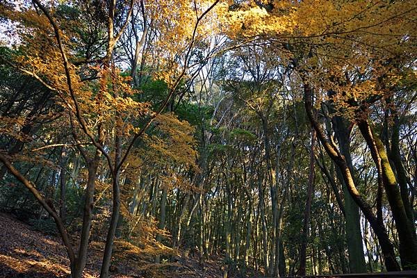 516 大吉山風致公園 45.jpg