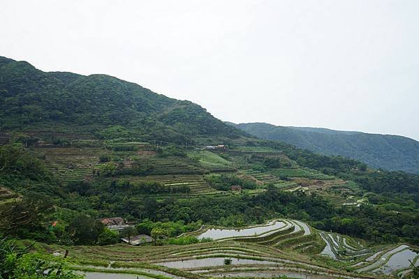 石門嵩山梯田 01.jpg