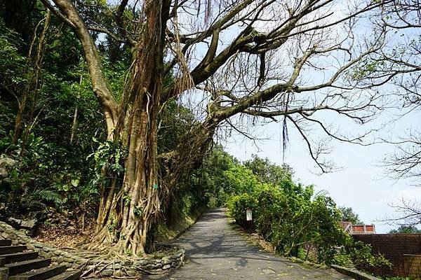 草嶺古道 105.jpg