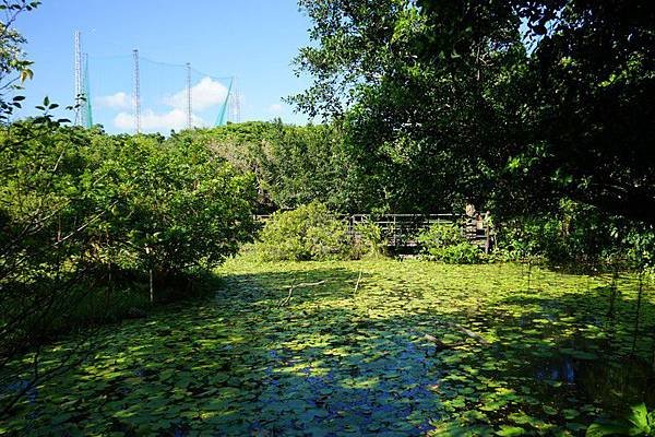 關渡自然公園 16.jpg