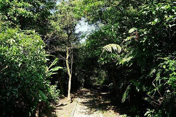 大牛稠登山步道 44.jpg
