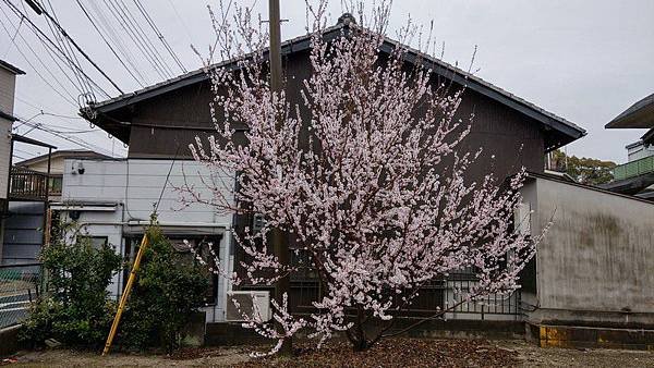 B07 東福寺 28.jpg