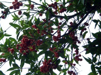 pic22.jpg