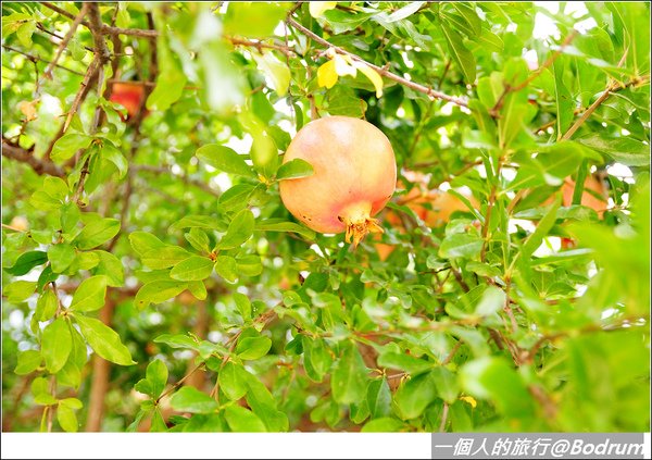 DSC_2985.jpg