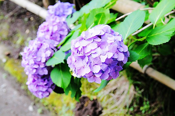 DSC_5833.jpg
