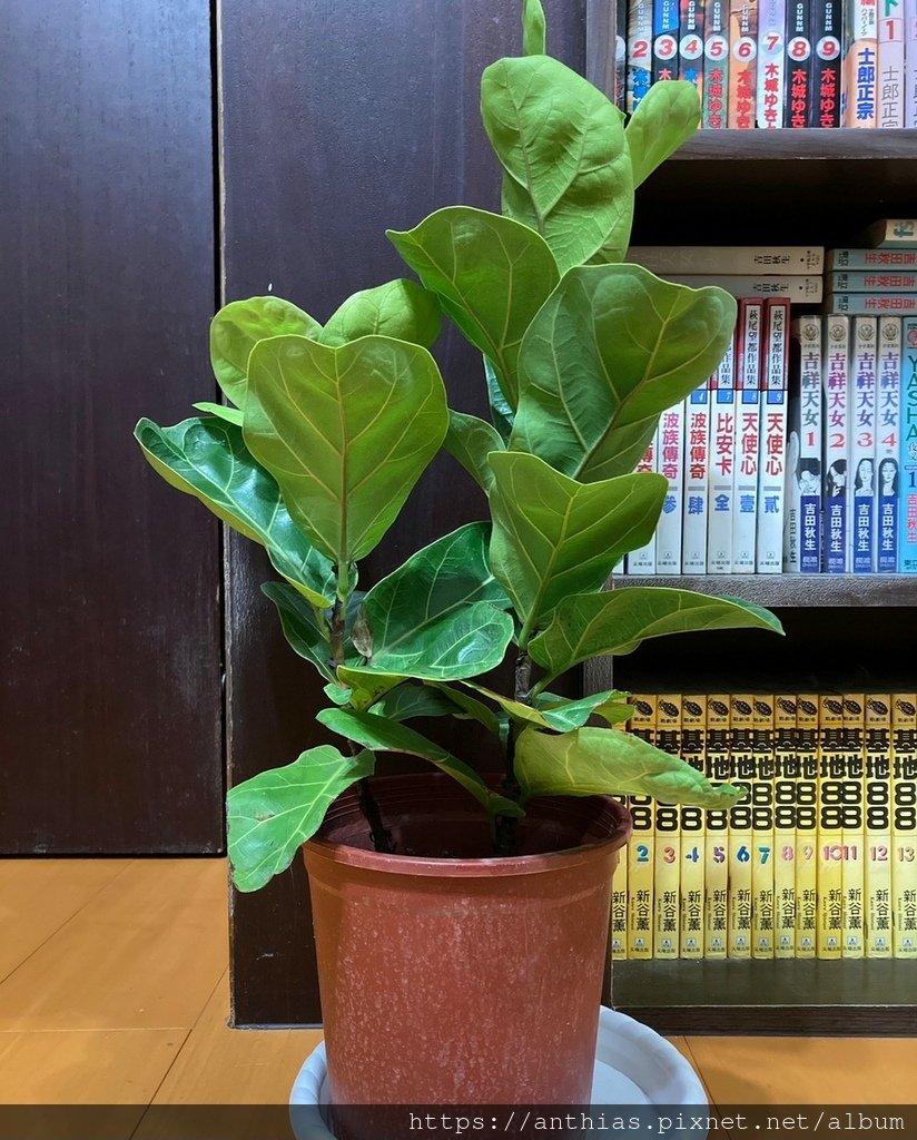 植物紀錄_211116_0.jpg