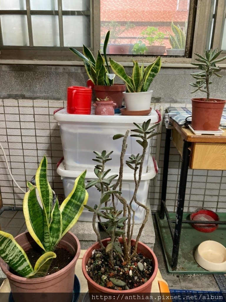 植物紀錄_211116_6.jpg