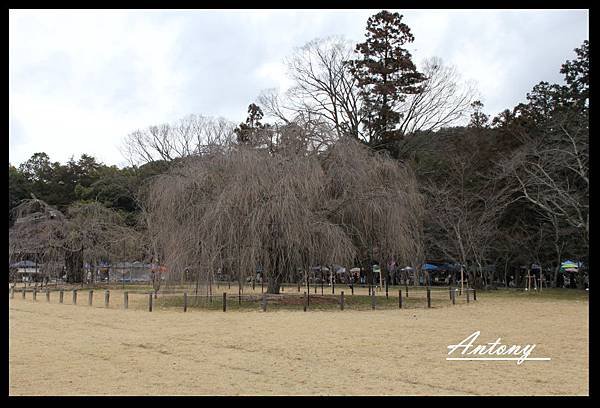 京都-上賀茂神社期待綻放的櫻花樹