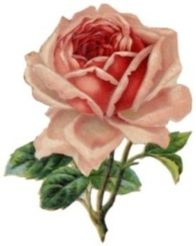 free-pink-vintage-rose-clip-art