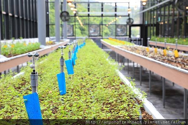 安永新聞稿-位於安永心食館三樓植物工廠，更是運用大量落地窗，增加採光度.JPG