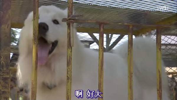 樺太犬1.jpg