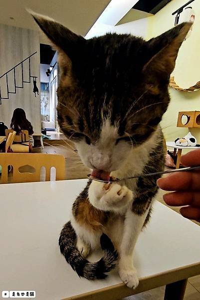 中原隱藏在社區深處內的貓塢Meow Woo！只要120元就可