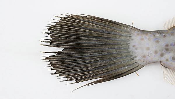 P1080144.jpg