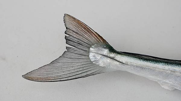 P1080581.jpg