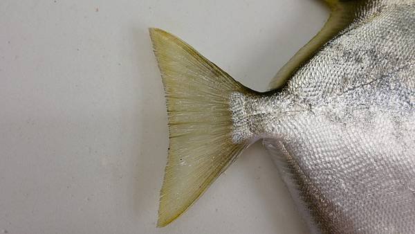 P1100200.jpg
