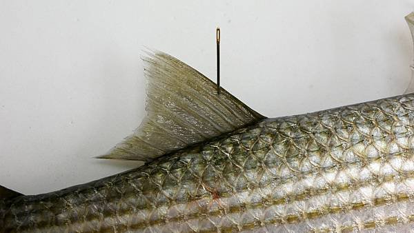P1100253.jpg