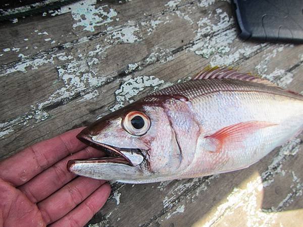 IMG_2562.jpg
