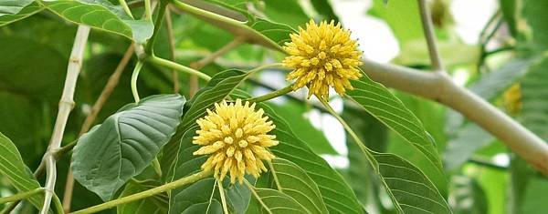 kratom1