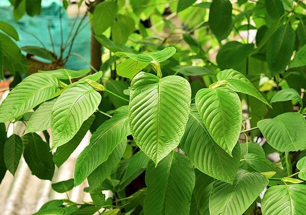 about-miracle-kratom-slide-5