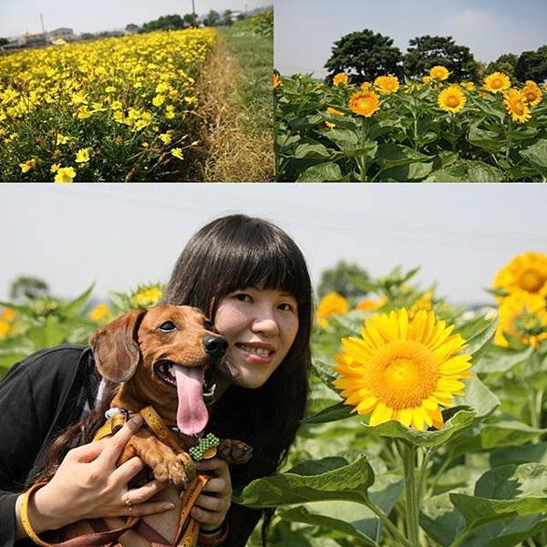 熱到爆炸賞花去