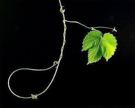 ntZjWf1.aMlMM3TGlhdWKg (1).jpg