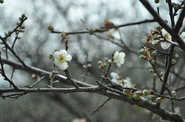 DSC_0111.JPG