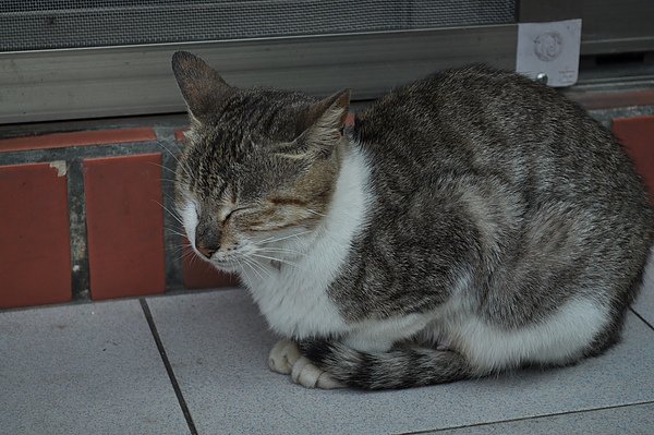 DSC_0234.JPG