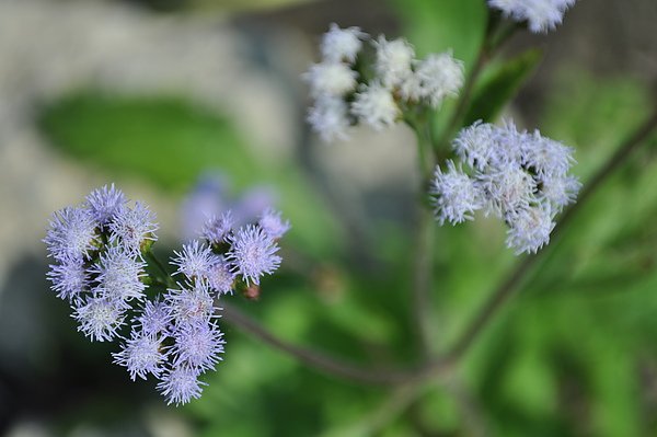 DSC_0645.JPG
