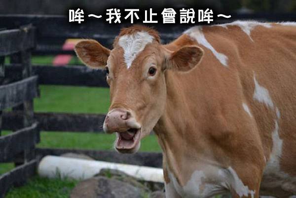 cow_8