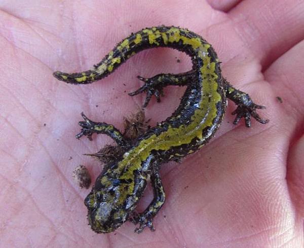 long-toed-salamander