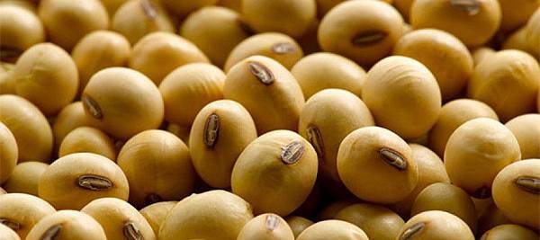 soybeans_north_carolina_state_university_facebook-890x395