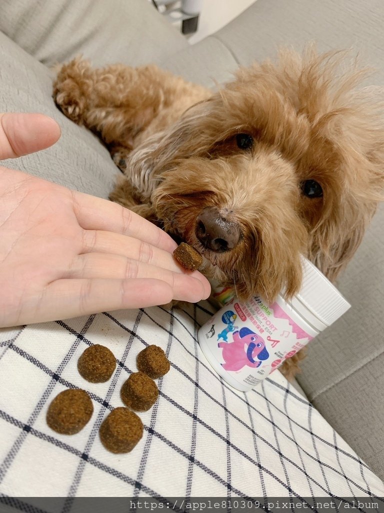 IN-Plus🐶MSM蛋殼膜關節保健強化舒適配方30入(狗狗