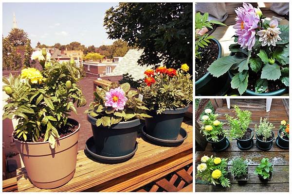 Gardening at home 1