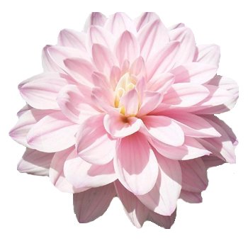 Dahlia-Light-Pink-Flower.jpg