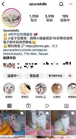 新生小貓 &lt;尋找新家長中&gt;