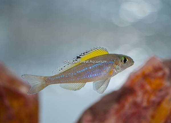  Xenotilapia spilopterus-2.jpg