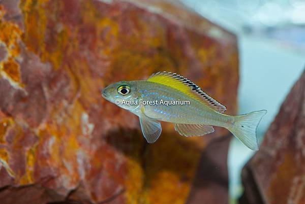  Xenotilapia spilopterus-3.jpg