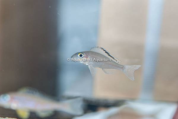  Xenotilapia spilopterus &quot;cap kachese&quot;-1.jpg