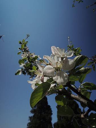 蘋果花特寫