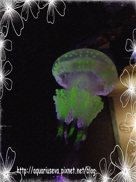 DSCF4348