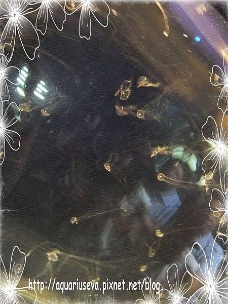 DSCF4374